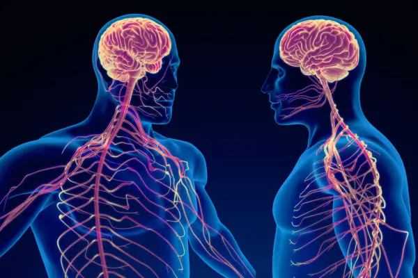 Perdão e Sistema Nervoso: Como a Neurociência Explica os Efeitos da Autocura